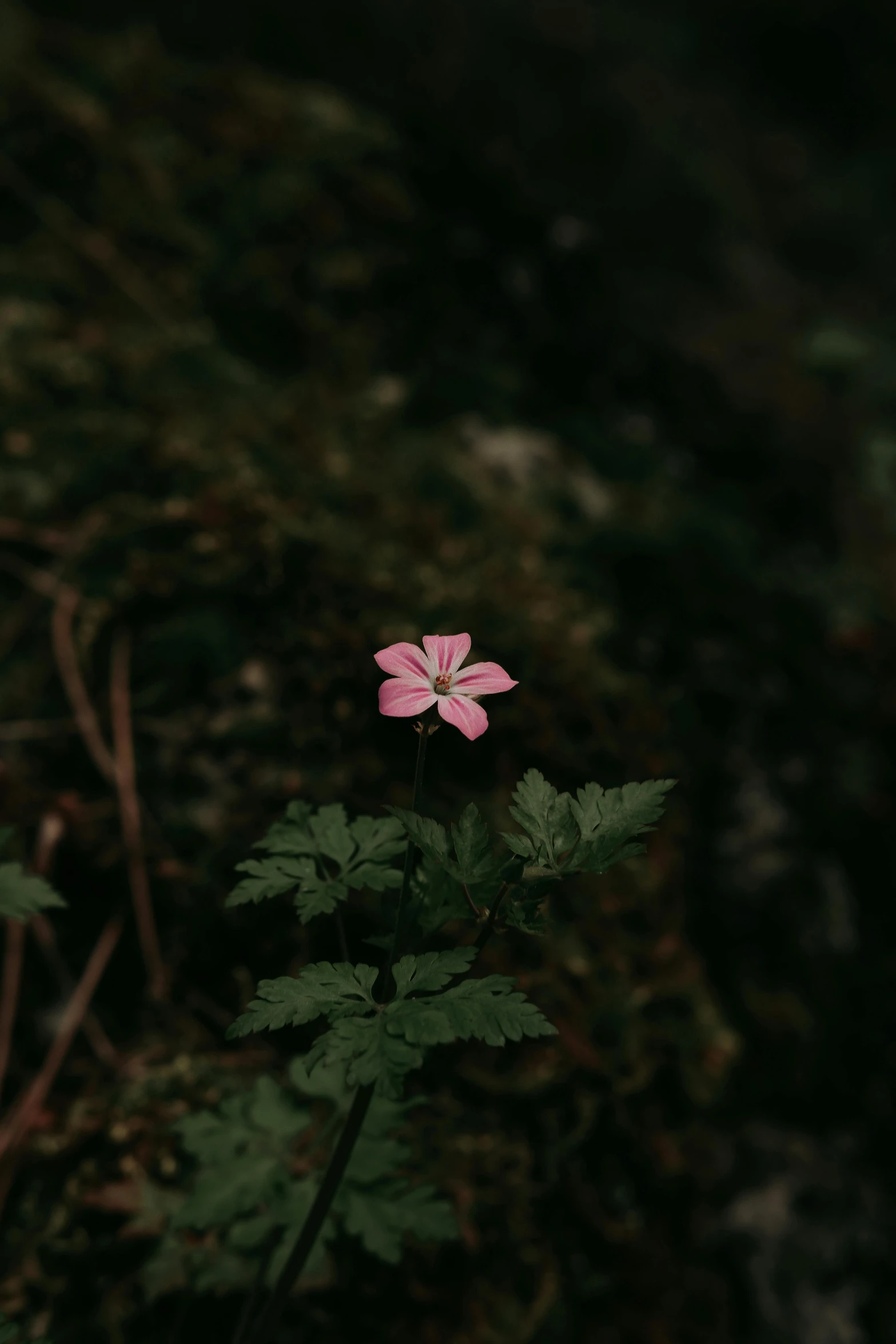 small pink flower is blooming in a bush