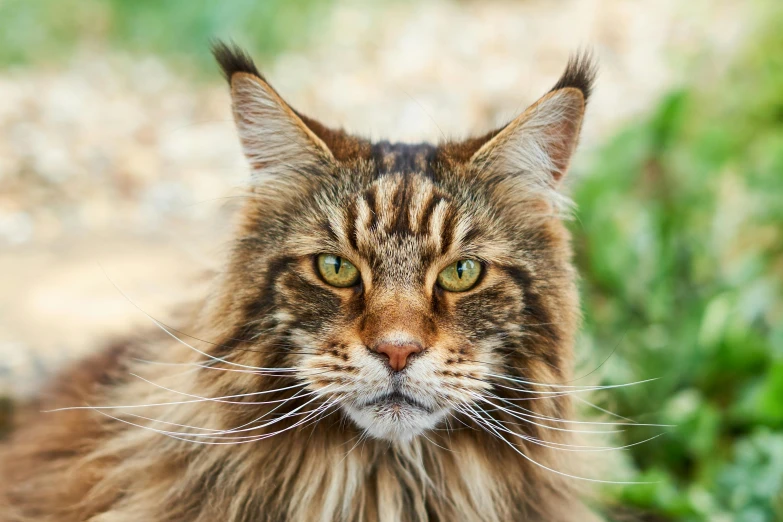 the cat looks very alert about its surroundings