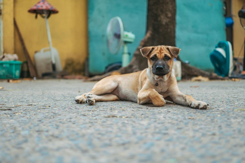 a dog is sitting down on the sidewalk