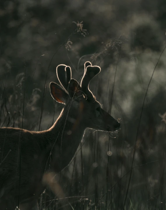 this deer is in some tall grass by itself