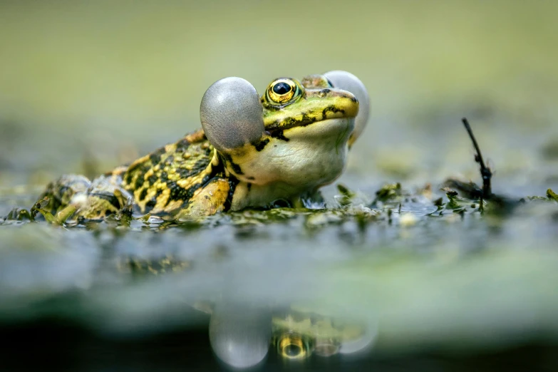 the frog is sitting on the ground with its head cocked