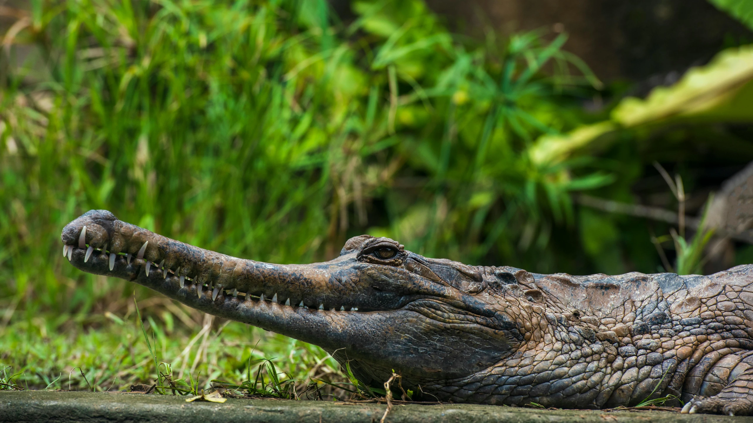 a close up of the head of a large alligator