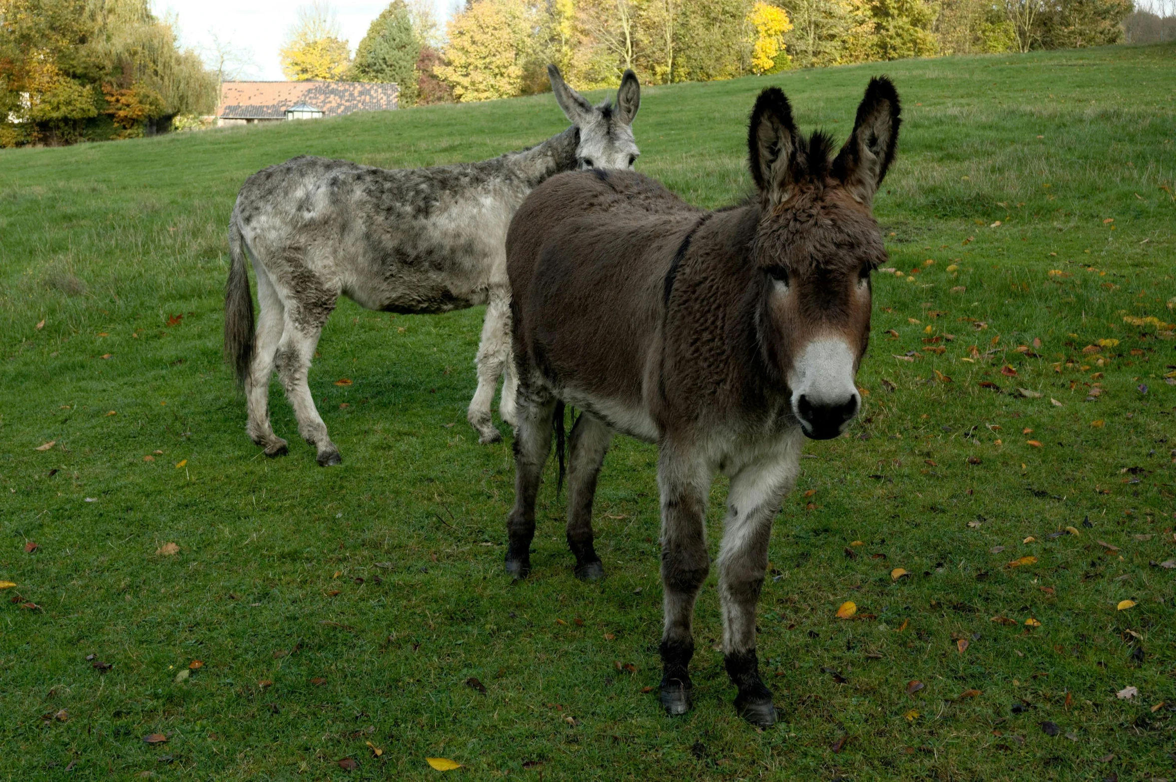 two donkeys standing together in a field