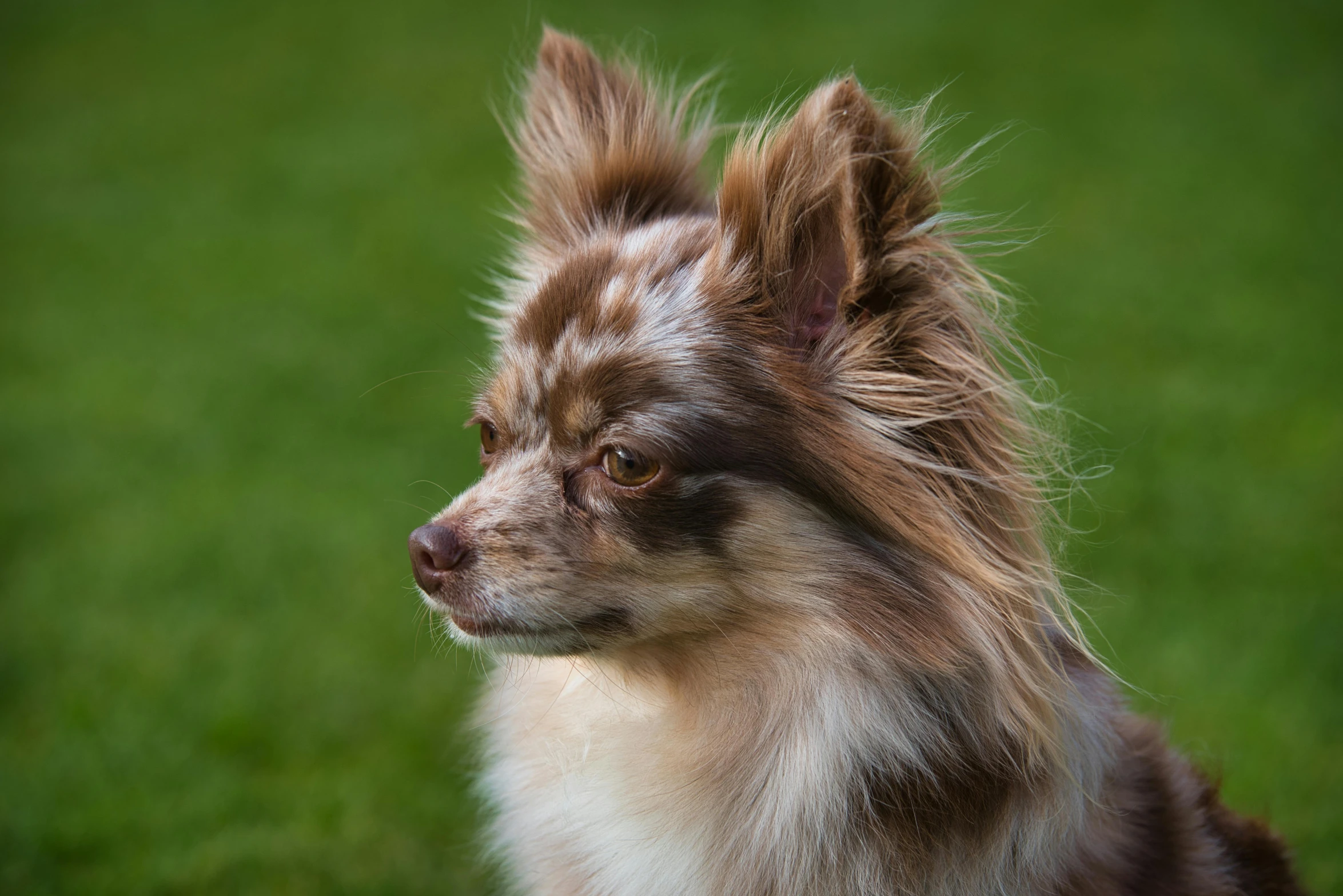 a dog with long hair sits on a grassy lawn