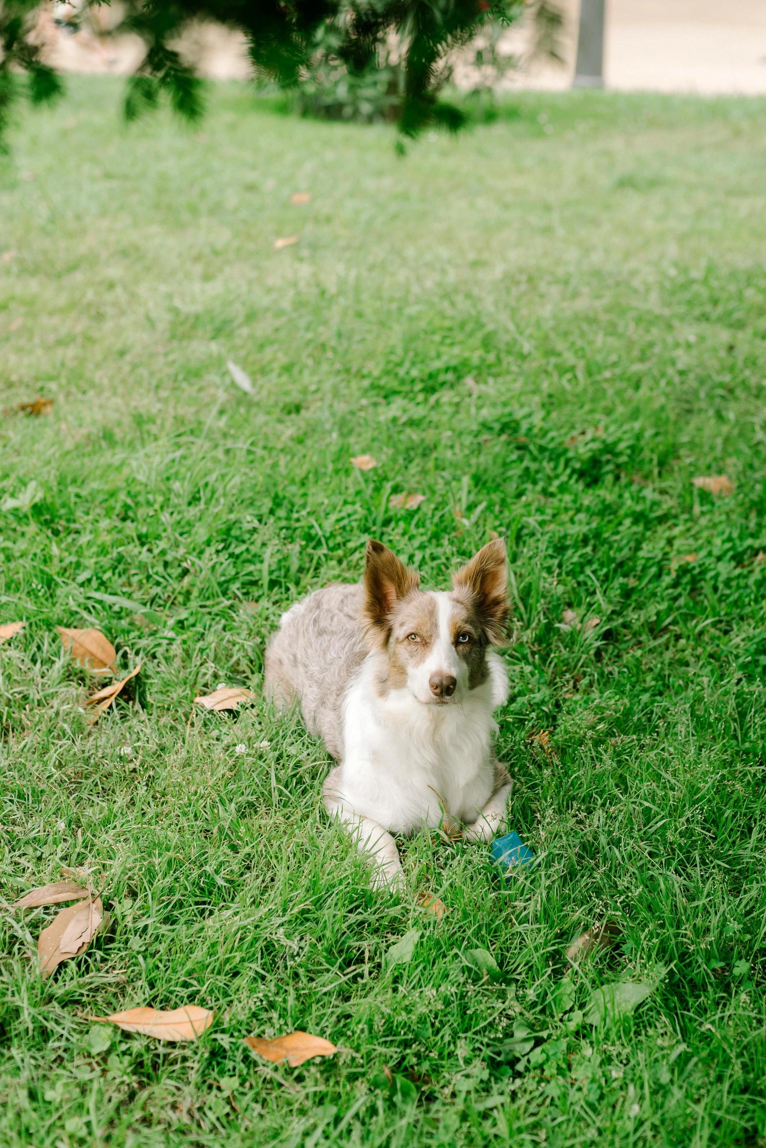 the dog is lying down in the grass