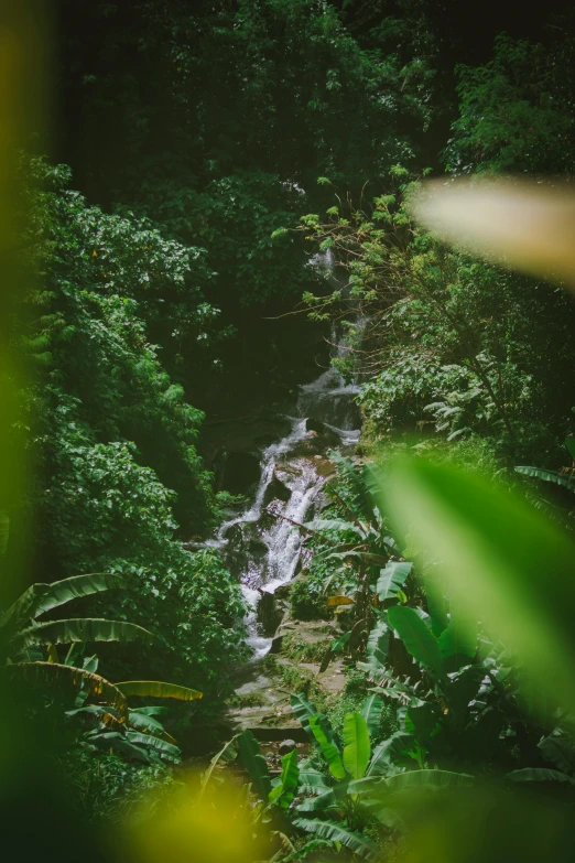 a group of people in a forest with water running