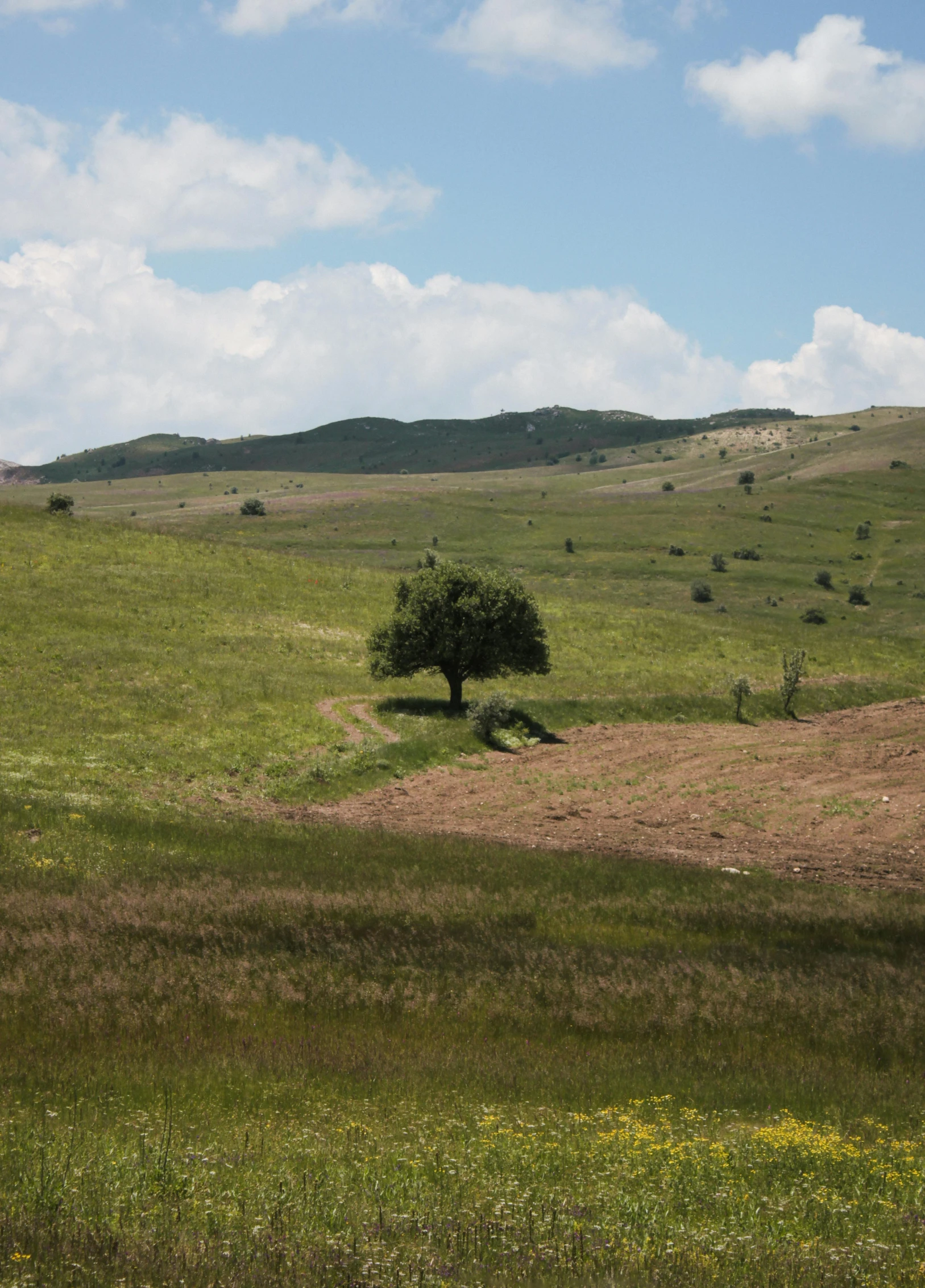 an lone tree stands in the middle of a field