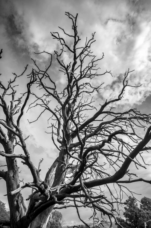 a black and white pograph of a barren tree