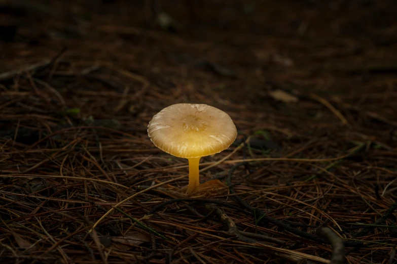 a single mushroom sits on the ground in the dark