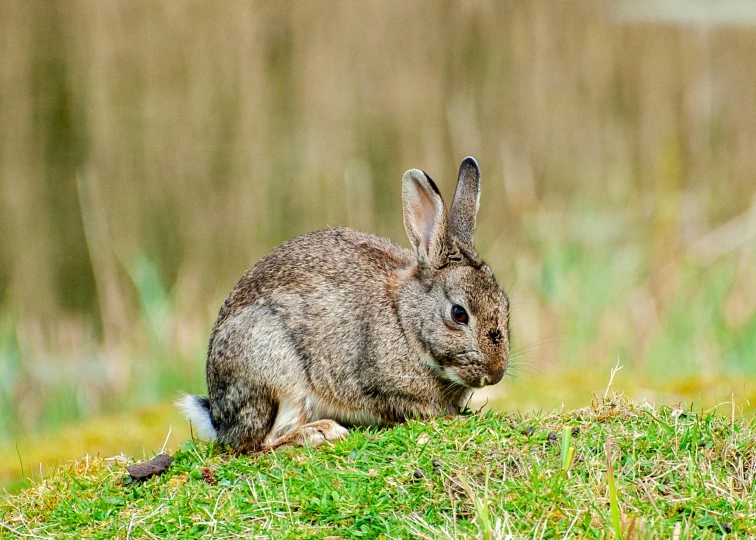 a bunny rabbit sitting down in a field