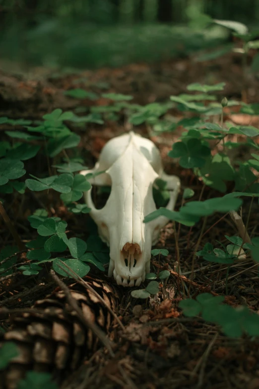 a white animal skull is seen in the woods