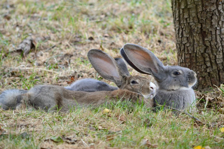 two gray rabbit rabbits resting in the grass