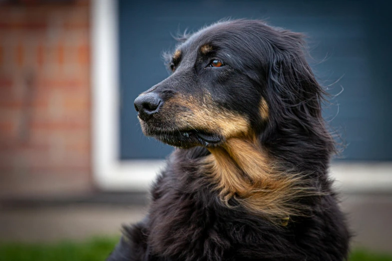 the black and tan dog has large, brown eyes