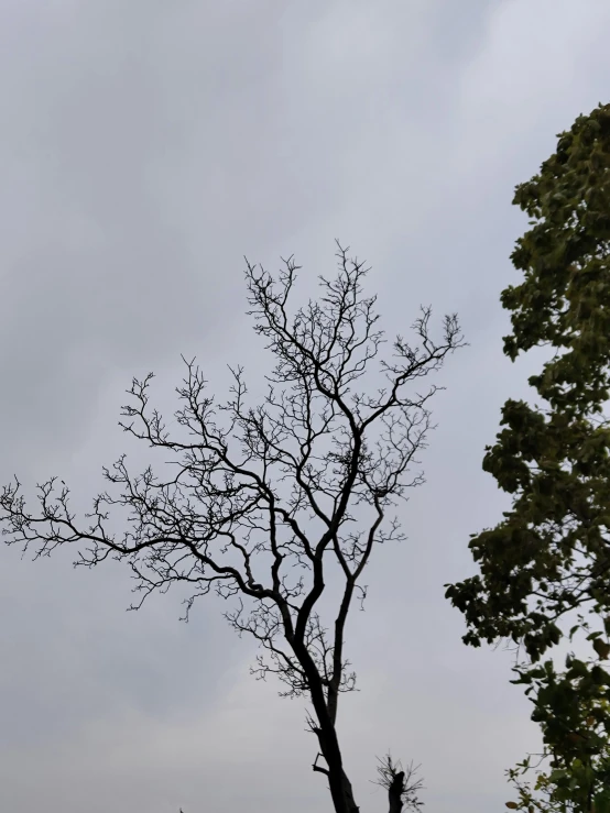 a single bare tree against a gray sky