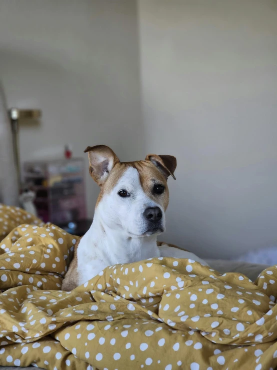 a dog lying on a bed with a yellow and white sheet