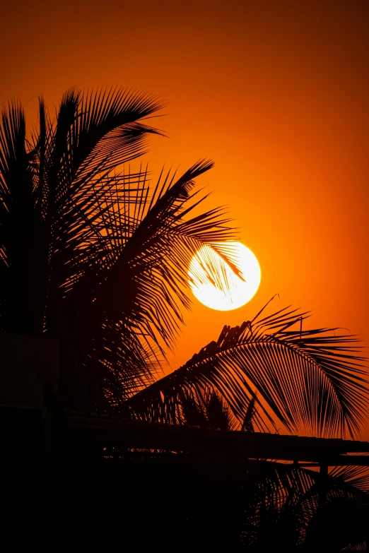 a tall palm tree in front of a sunset