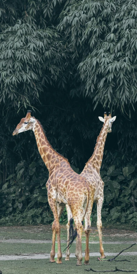 two giraffes walk in the dirt beside large trees