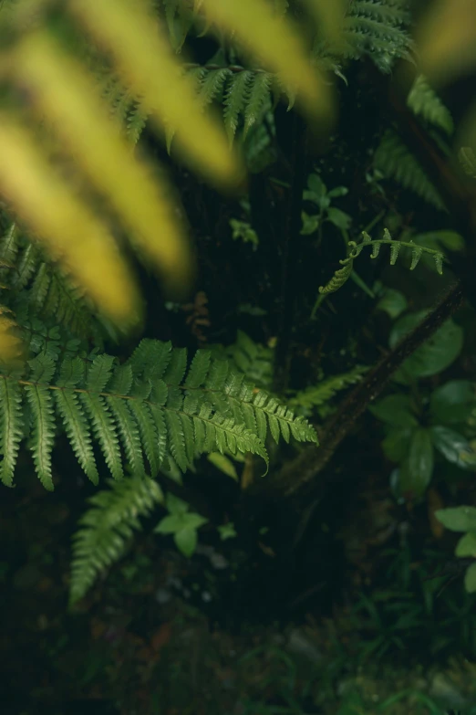 a brown teddy bear is surrounded by green plants