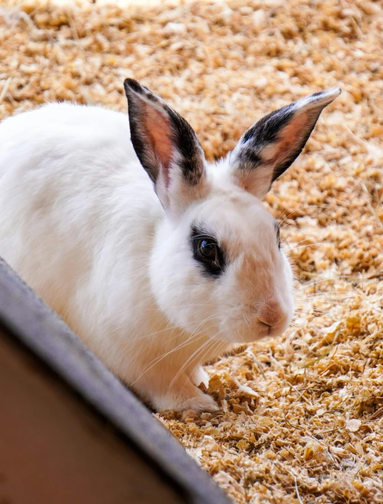 a white rabbit sitting on top of hay next to a building