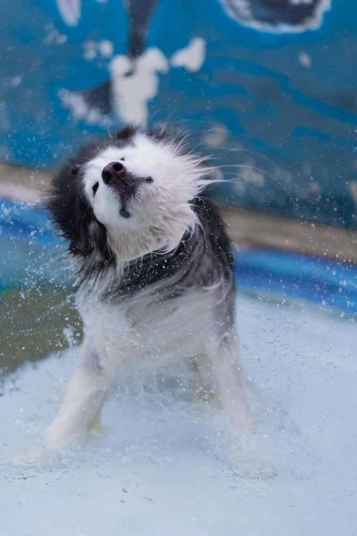 a black and white dog splashes in the water