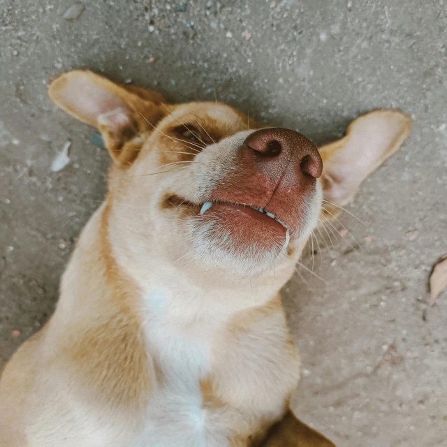 a dog sits and smiles at the camera