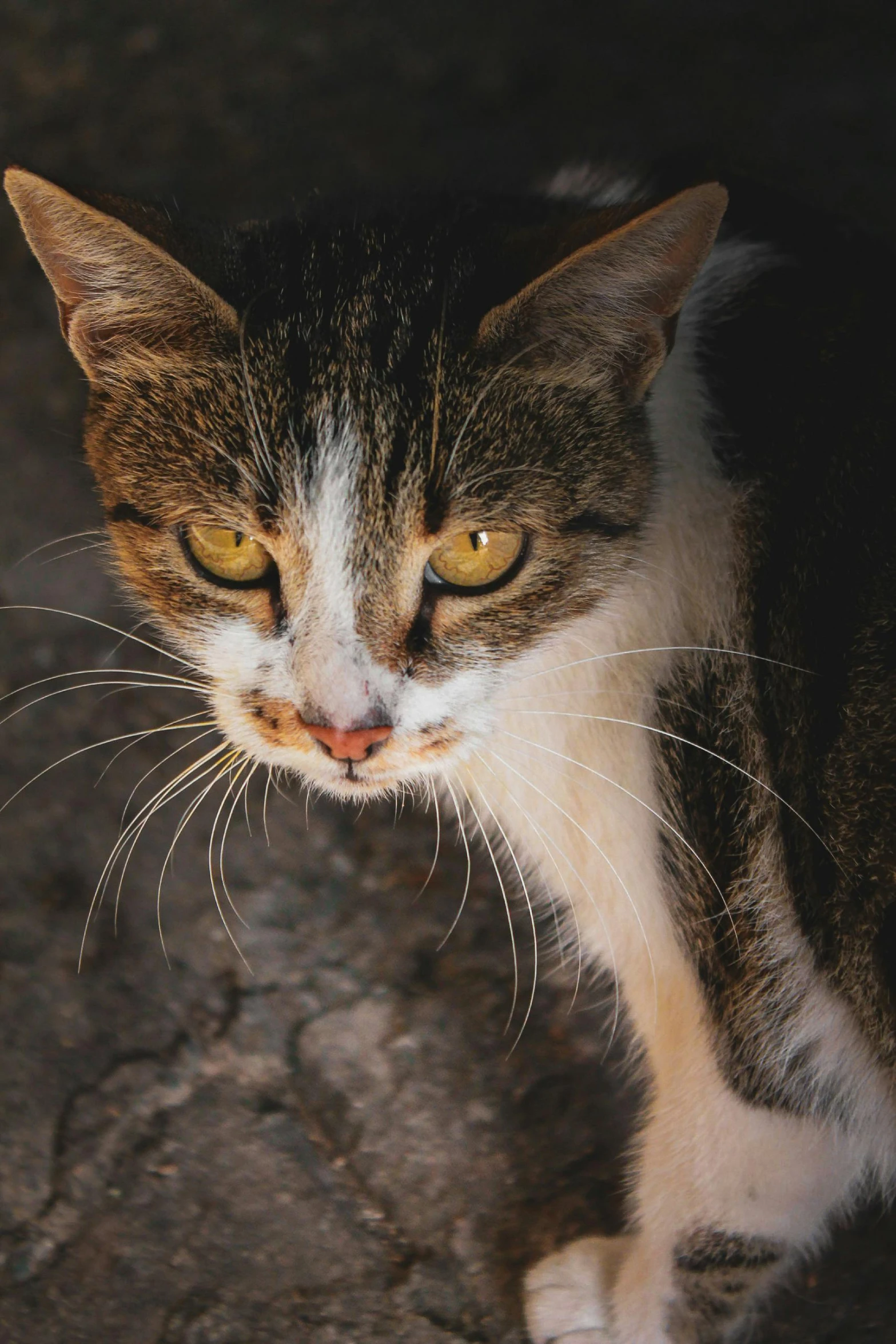 the head of a cat is close up looking at soing