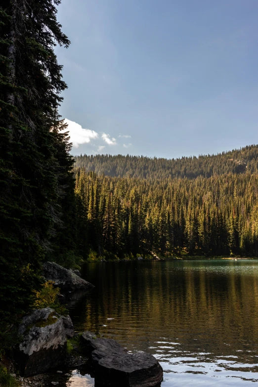 water and trees by the shore of a lake