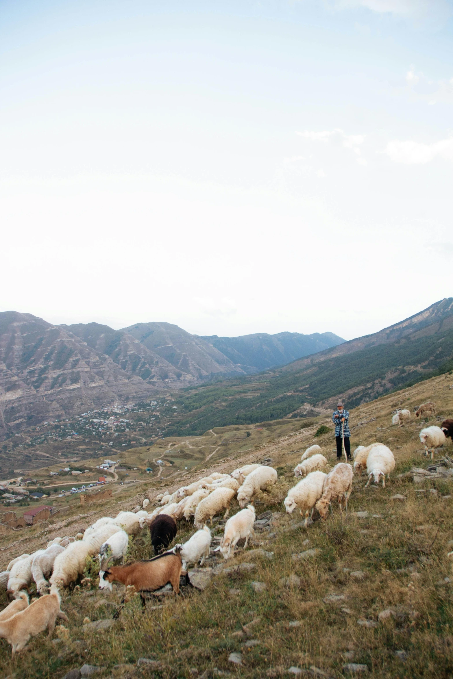 there are several animals that is grazing on the hill