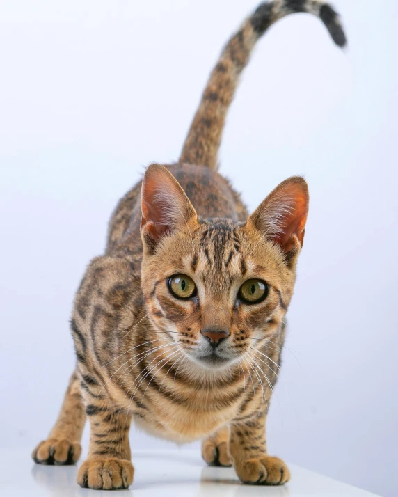 a striped cat looking ahead on a table