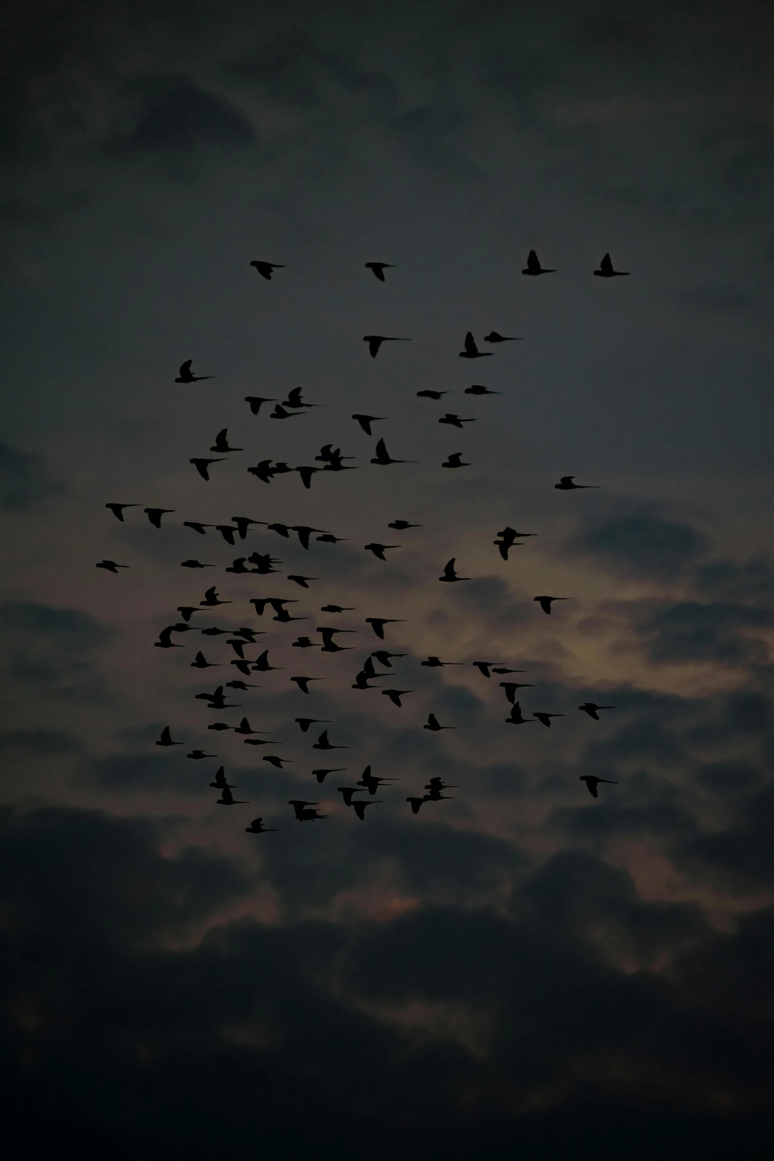 flock of birds flying through the evening sky