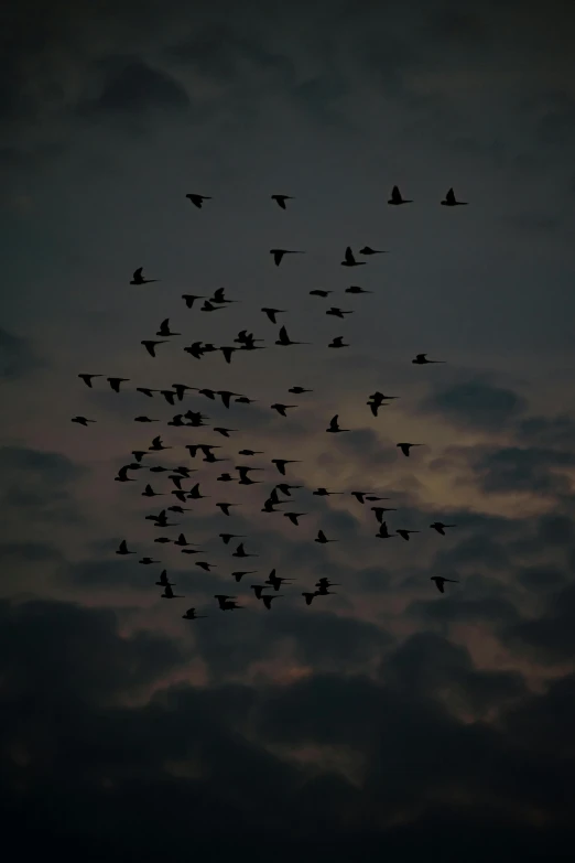 flock of birds flying through the evening sky