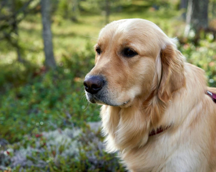 the golden dog has brown ears and is outside