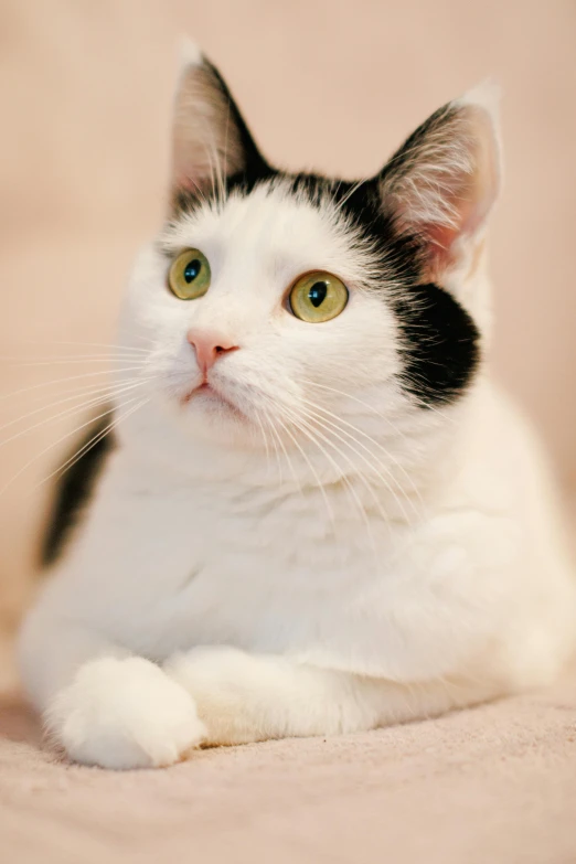 a cat is laying down in front of some stuff