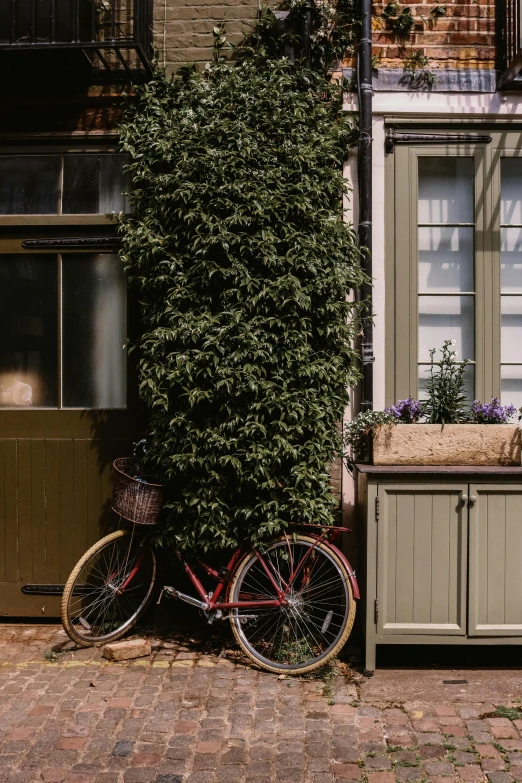 two bikes next to a wall covered in flowers