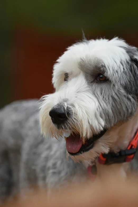 a cute dog has his tongue out with a smile