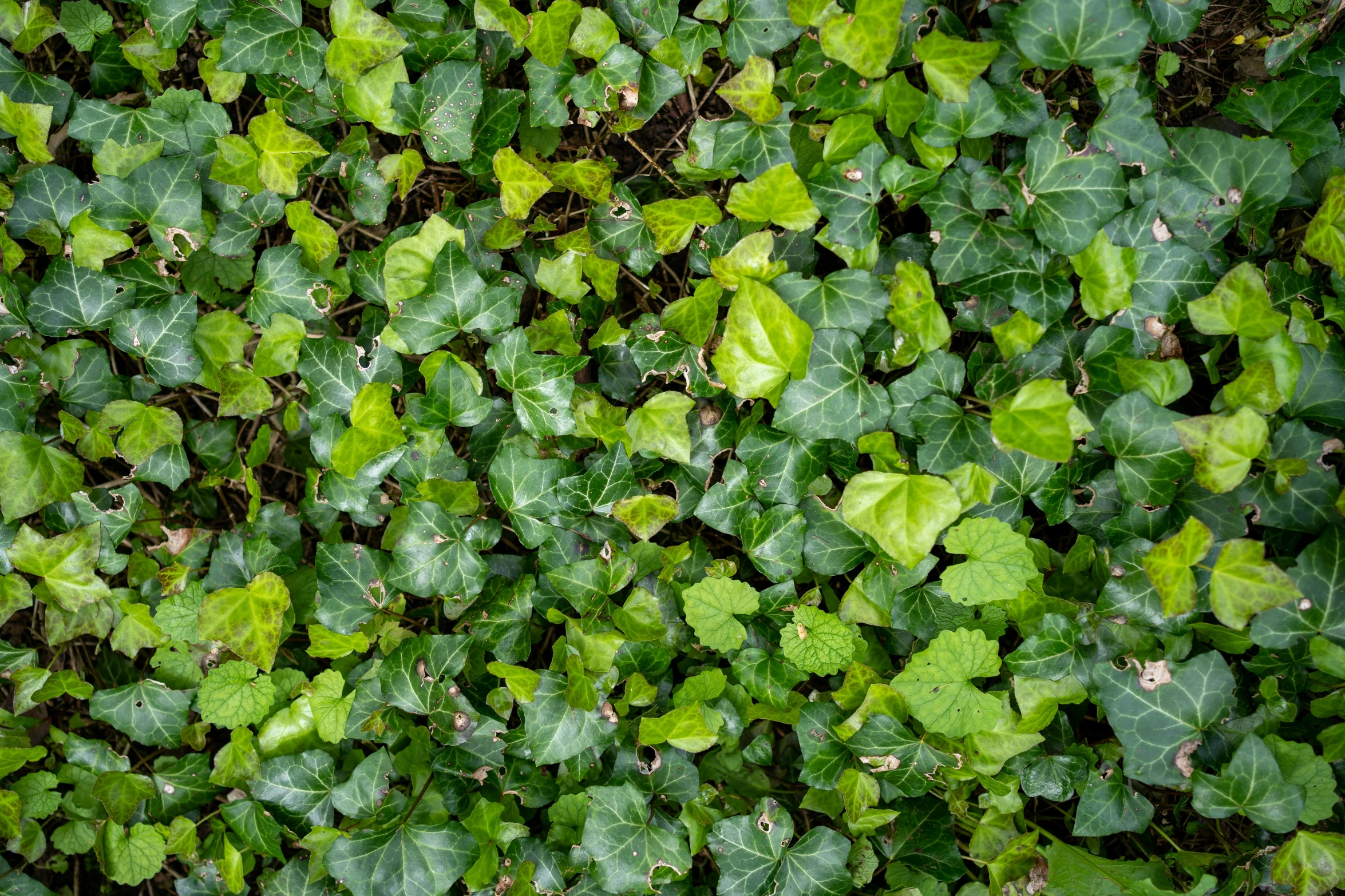 many leaves of different sizes and shapes on a patch of green