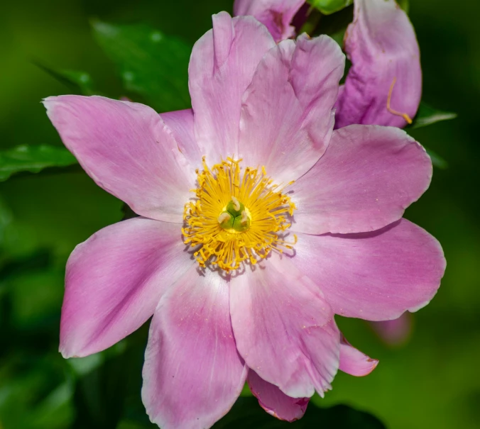 two flowered pink flowers with green leaves around them