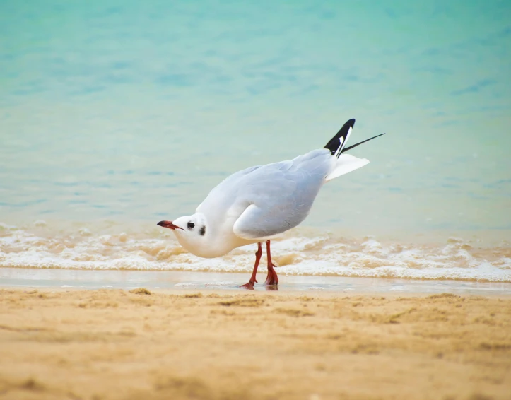 a seagull standing on the sandy beach by the ocean