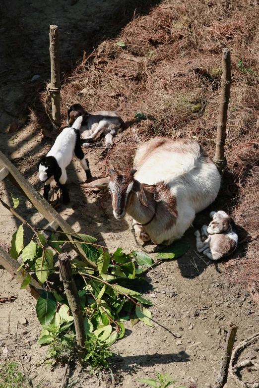 two goats in the middle of a field with small fence posts