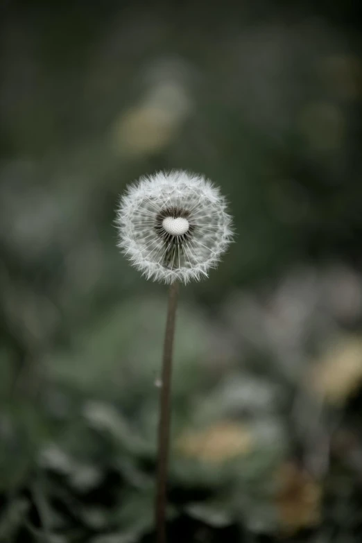 there is a dandelion sitting alone in the grass