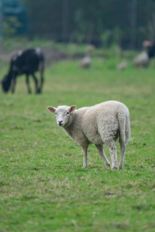 a few baby sheep grazing on grass with their parents