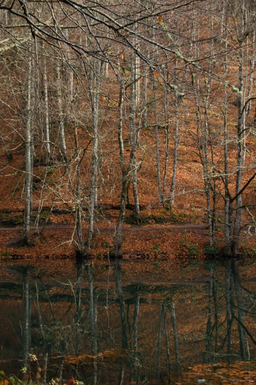 this is a po of the trees reflected in water