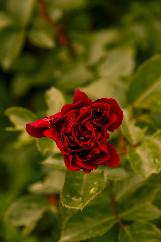 a very beautiful red rose that is blooming from an adult