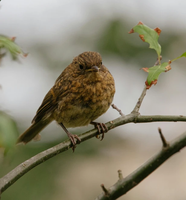 the small bird sits in the small tree