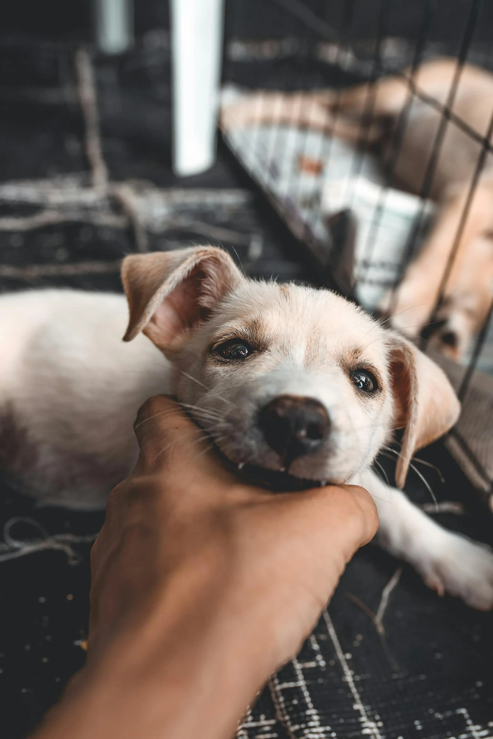 a puppy is lying on its back being petted by a human