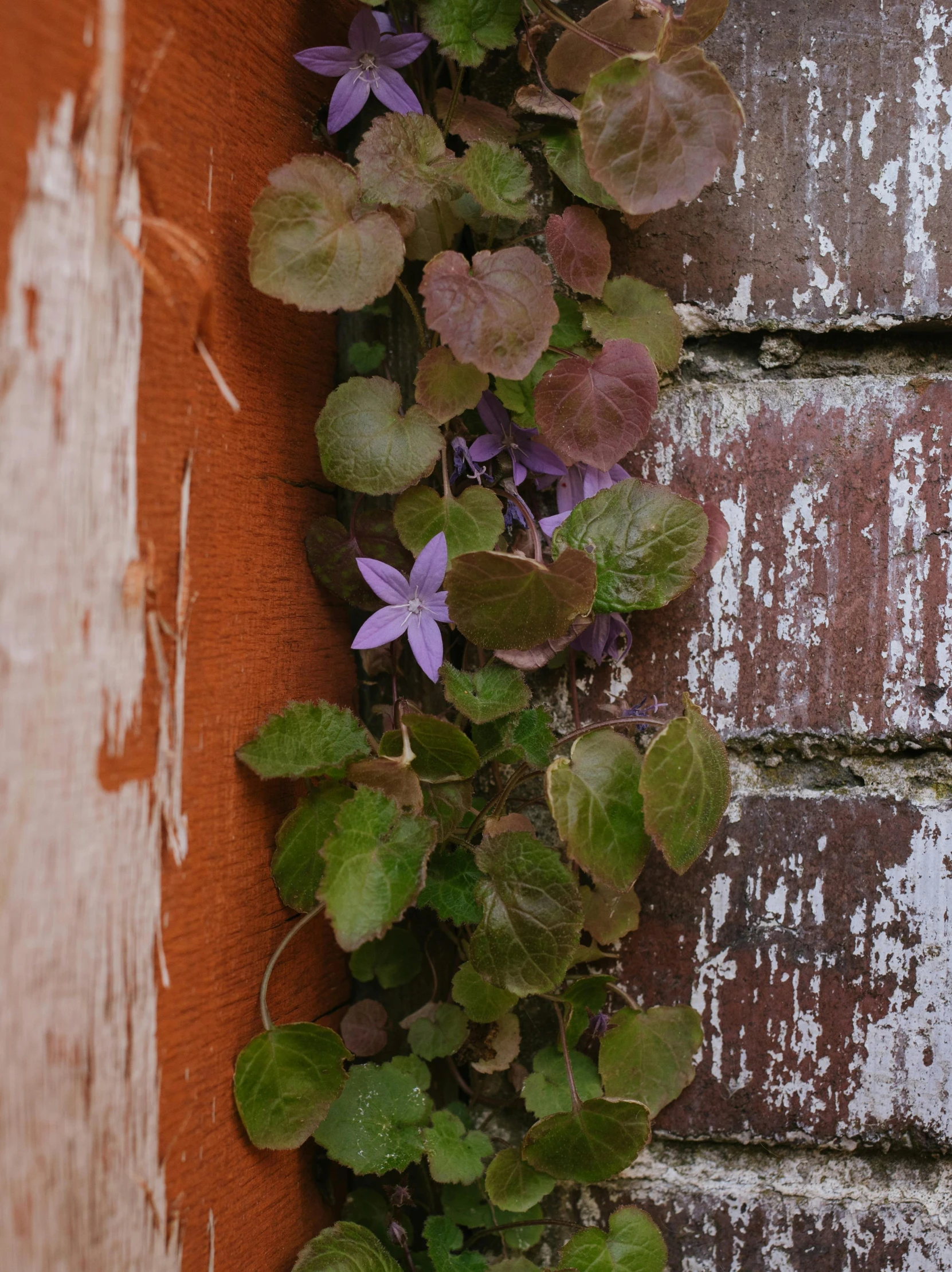 a purple flower is growing next to a brick wall