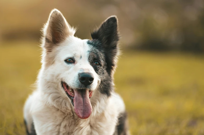 a dog sitting in a field with his tongue out