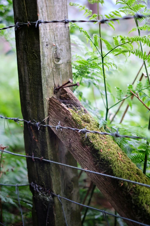 a barbed wire fence surrounded by green leaves