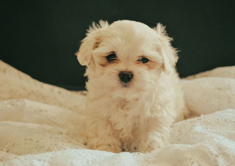 a little white dog is sitting on a bed