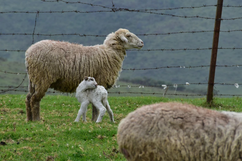 a couple of sheep standing next to each other